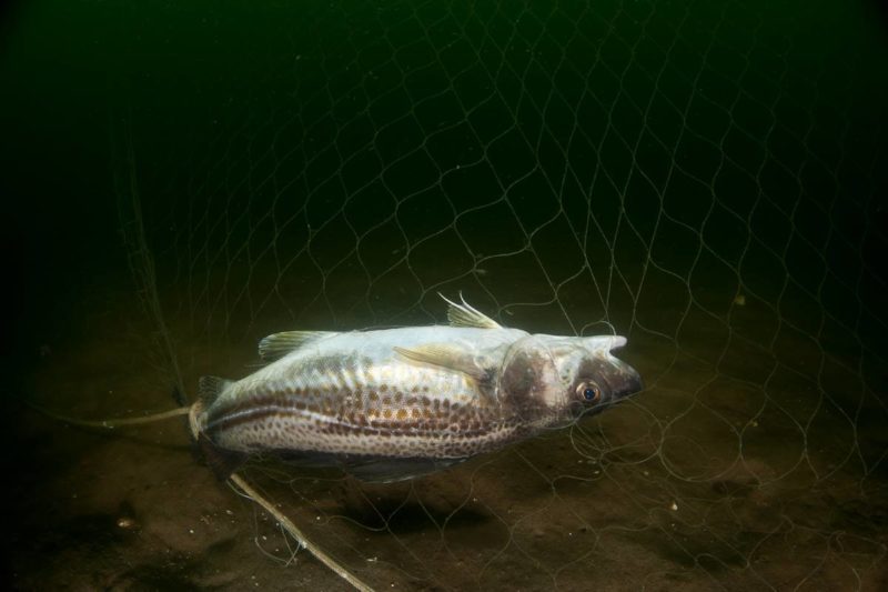 Euractiv's tweet photo. Why don’t Denmark and Germany want to save Baltic cod? https://t.co/cPeUuyMXLi https://t.co/Z7cU7EQNWi