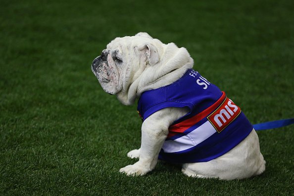 Cellar Bar and Grill open as normal tomorrow, closed for Lunch upstairs and we're backing the Doggies  #AFLGF #Footscray