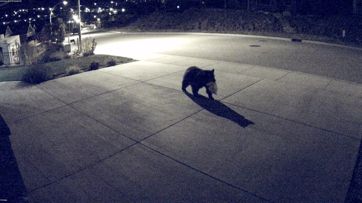 TerracomSystem's tweet image. Keep garbage inside until day of collection to help keep our neighborhoods safe #Bears #videoanalytics @Avigilon #bearslikegarbage