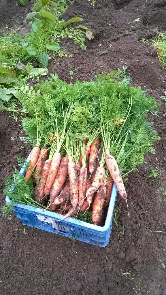 Bunching carrots on a glorious autumn day.