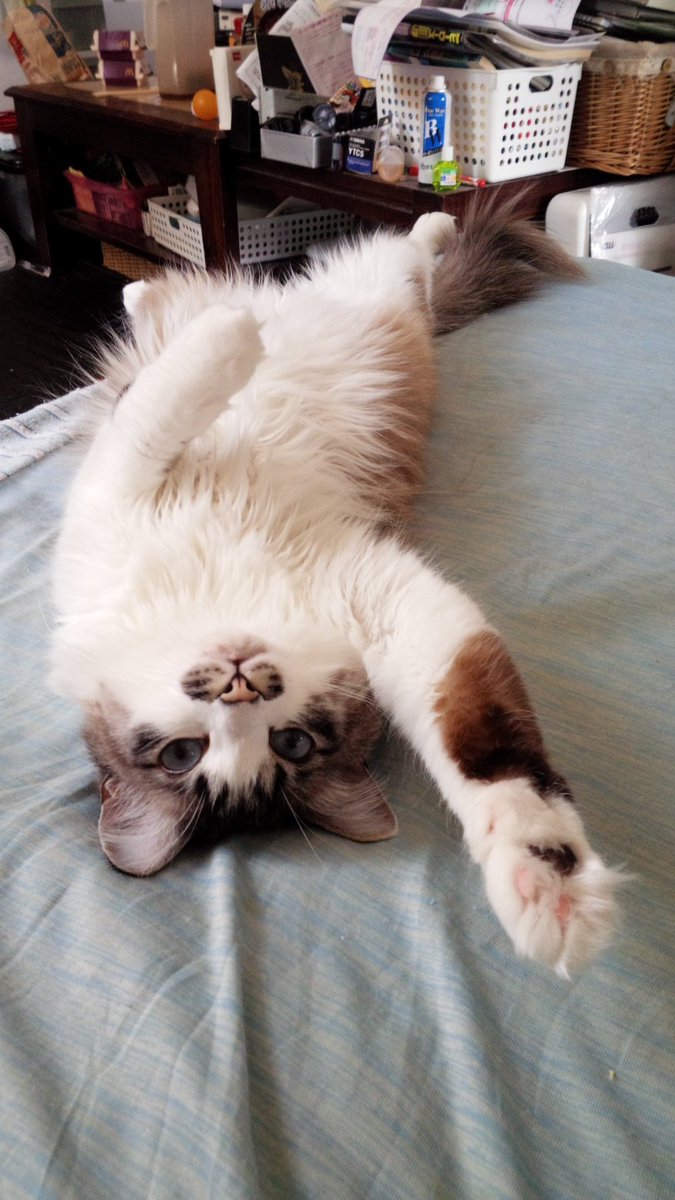 招き猫ポーズが可愛すぎる 招き猫の日 タグまとめ Togetter 招き猫ポーズが可愛すぎる 招き猫の日 タグまとめ Togetter