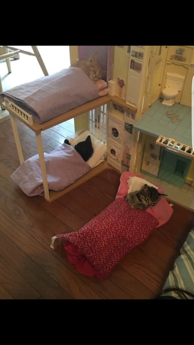 PCGunes's tweet photo. Kedi yatakhanesi https://t.co/c6db8yurbn