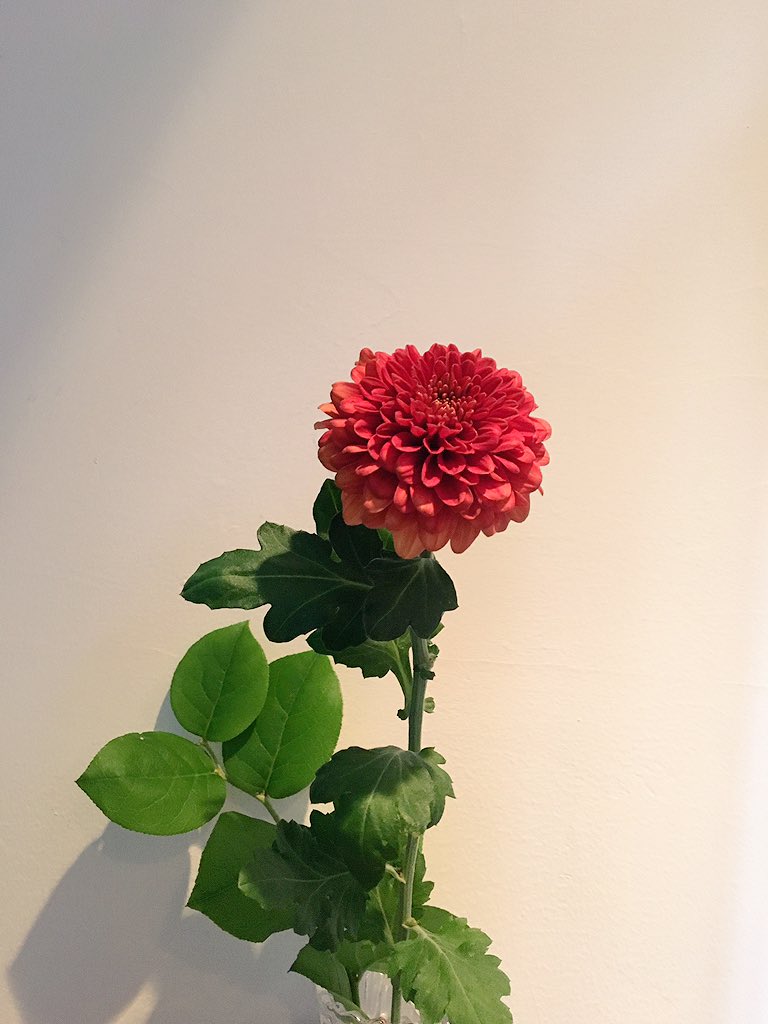 Misslim Tea Place ピンポンマム アブロン 花言葉は 高貴 街に出ると予想外の強い霧雨 ほとんどの人は傘を持っていなくて ただ じっと我慢して歩く そんな光景を目にしました 季節のすきまに風が吹いて 空模様はずっと不安定 季節の