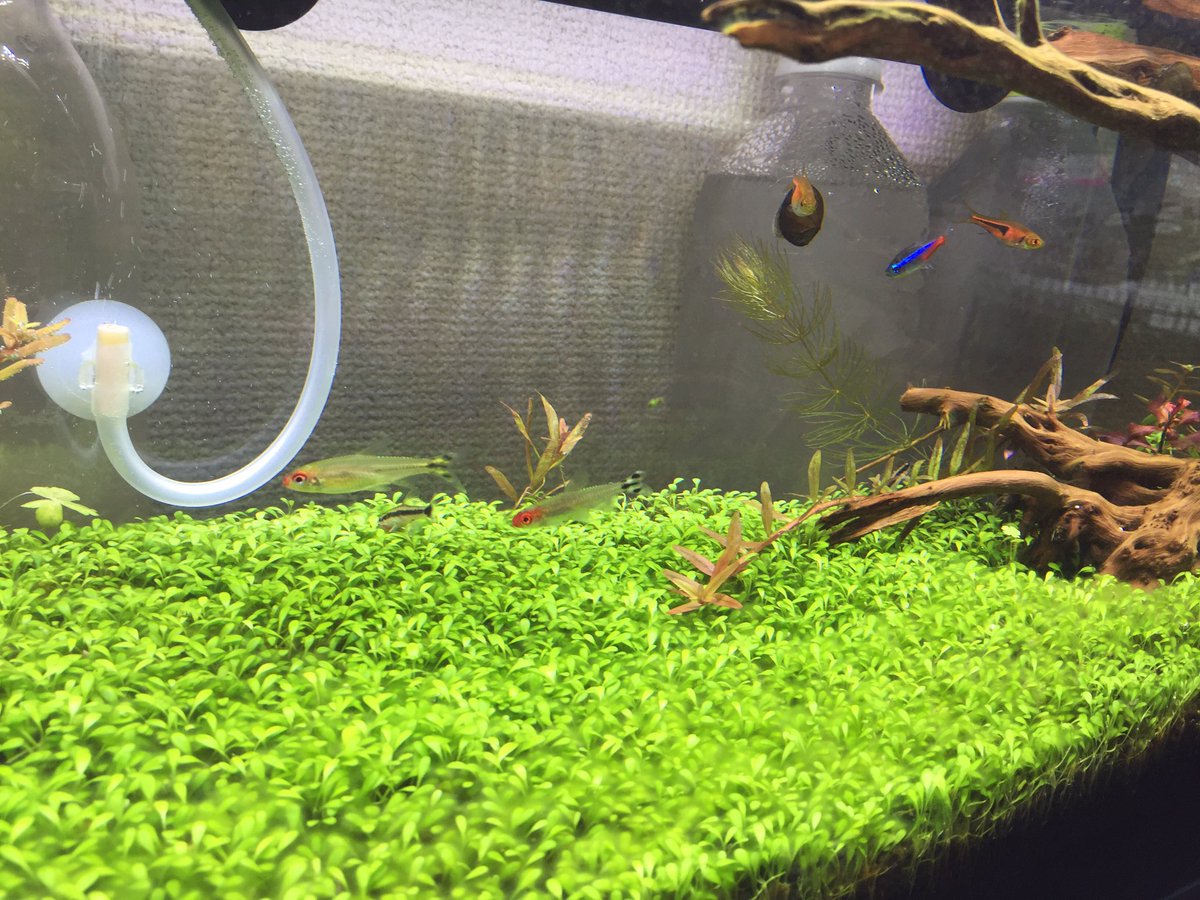 ট ইট র Ichi こんちは 私の環境は 60cmスリム水槽に吸着ソイル厚めです 下の方にノーマルサイズのソイルで その上に パウダーを敷いてます ライトは コトブキフラットledの600を1本です 肥料の添加はしてないです 1ヶ月程度で出来ました