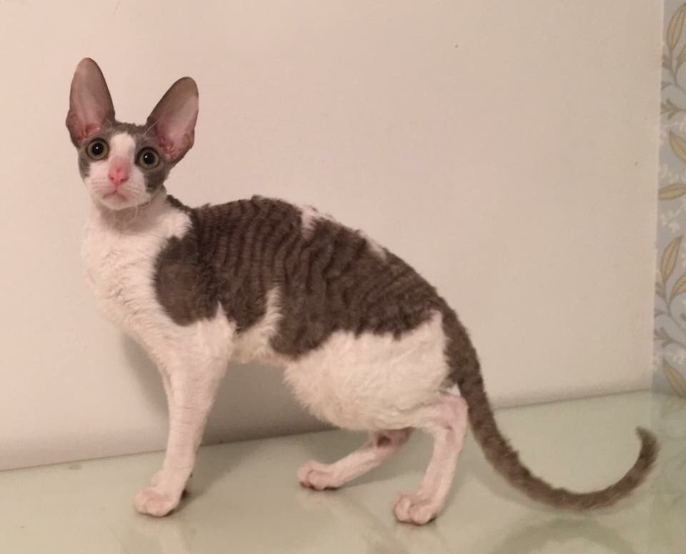 _DeoRex's tweet image. Закончилось далекое путешествие трех наших выпускниц #корнишрекс, наконец они в новом доме Канада, Ванкувер, у заводчицы Eliane Chapdelaine