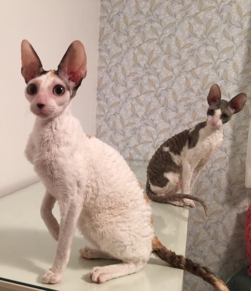 _DeoRex's tweet image. Закончилось далекое путешествие трех наших выпускниц #корнишрекс, наконец они в новом доме Канада, Ванкувер, у заводчицы Eliane Chapdelaine