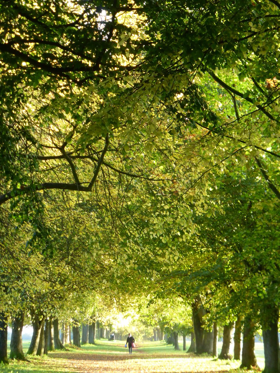 FarnhamOfficial's tweet photo. Enjoy the autumn colours with our self-guided tree trail around central Farnham https://t.co/BUsVVVufKP https://t.co/8flTrNfF8x