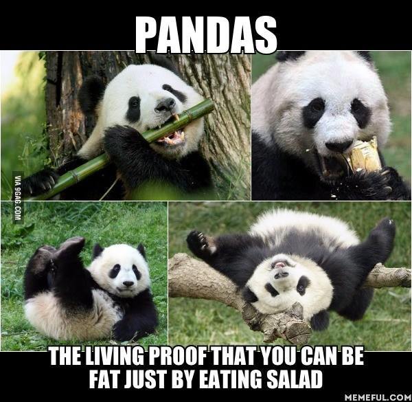 9GAG's tweet photo. Being a vegetarian can make you so fluffy!
https://t.co/M3BViAzwlR https://t.co/hNzvJDjrIq