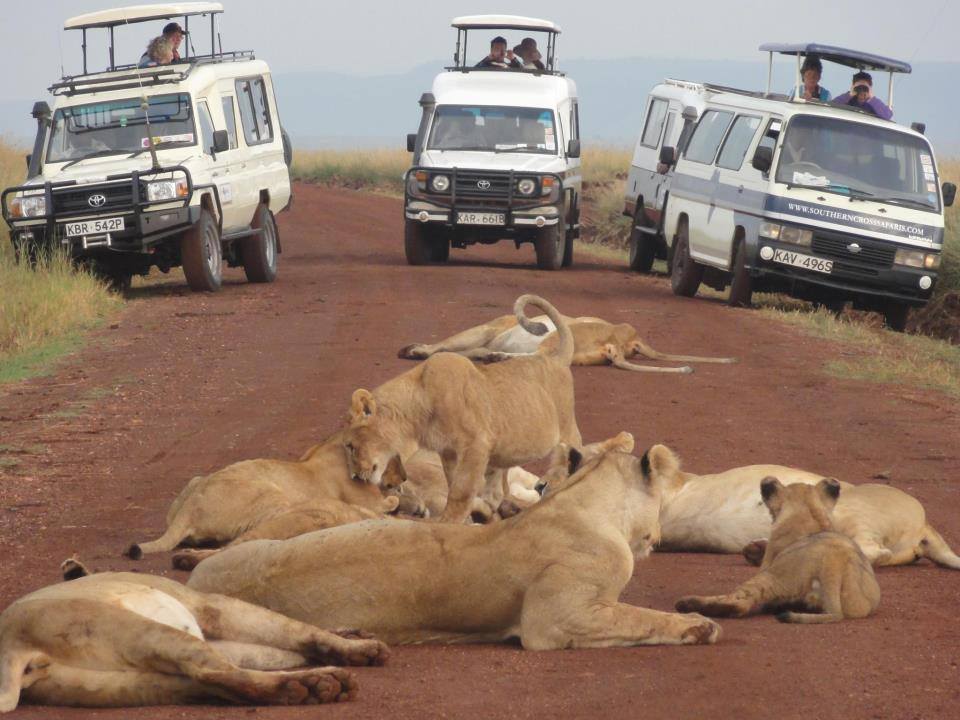 AfricompassT's tweet photo. facts about lion   https://t.co/PQERJLU6pN https://t.co/xOvjmLHAHu