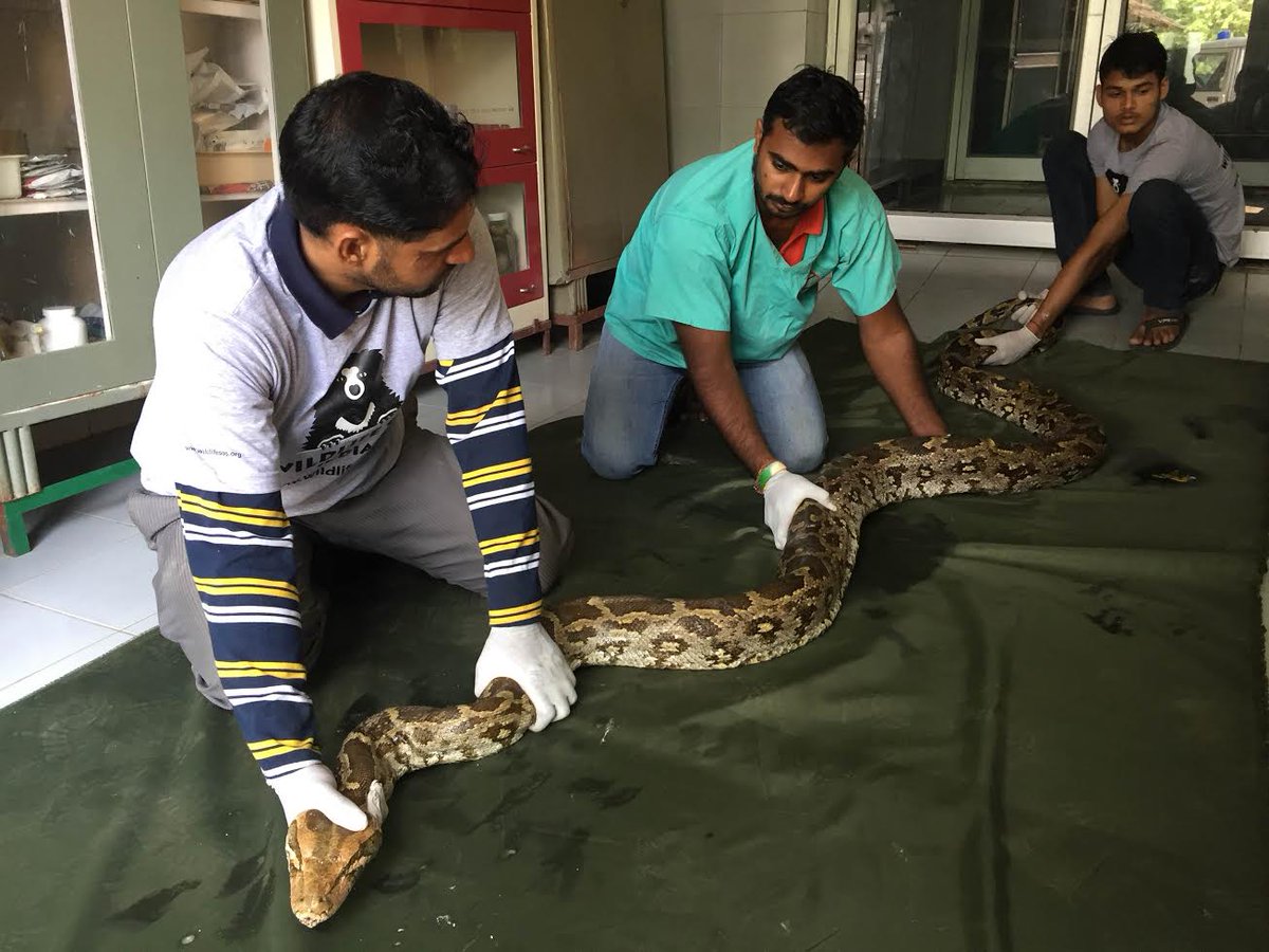 WildlifeSOS's tweet image. WSOS rescued an injured 13.5 foot long #IndianRockPython, weighing 24 kg from a CNG testing station on the Agra Mathura Highway.