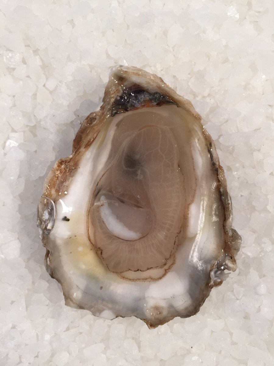 StJudeFarmsSC's tweet photo. Guess what?! Our Charleston Salts will officially be available this SATURDAY! Local oyster season is here.
#EatSJF #EatFresh #EatLocal https://t.co/S9fTEUNsmU