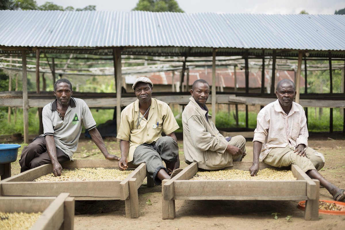 SharedInterest's tweet photo. "With the increased income from coffee sales, the farmers have been able to educate their children." Bukonzo Farmers #InternationalCoffeeDay https://t.co/be7KWkUUp0