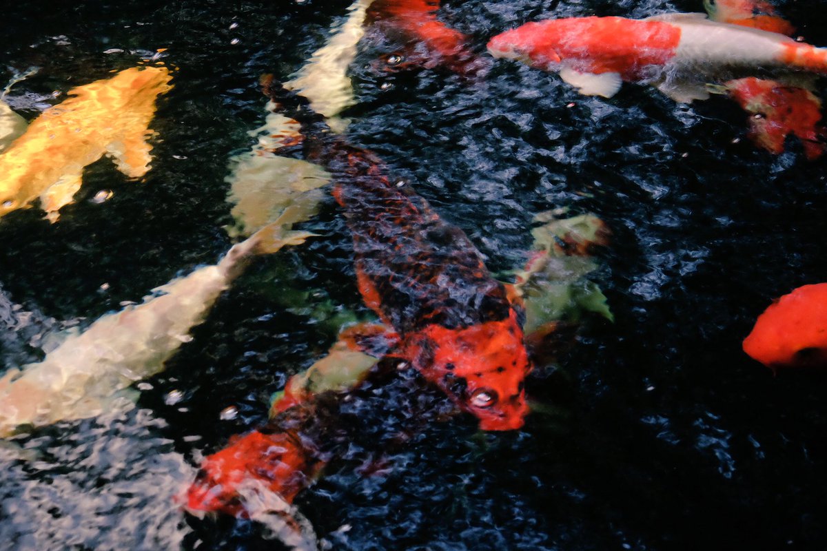 GloomyMiintz's tweet photo. น้องปลาคาร์ฟ น่ารักทุกตัวเลย 🐟
สถานที่ ม.มหิดลดุริยางค์ #fancycarp #fujifilm_xseries #Koi #mintzilladiary #Mahidol https://t.co/4P0Z1p9wxQ