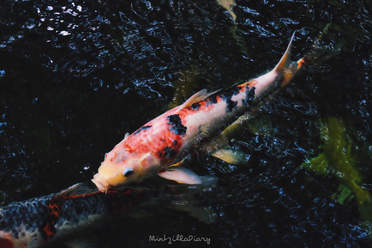 GloomyMiintz's tweet photo. น้องปลาคาร์ฟ น่ารักทุกตัวเลย 🐟
สถานที่ ม.มหิดลดุริยางค์ #fancycarp #fujifilm_xseries #Koi #mintzilladiary #Mahidol https://t.co/4P0Z1p9wxQ
