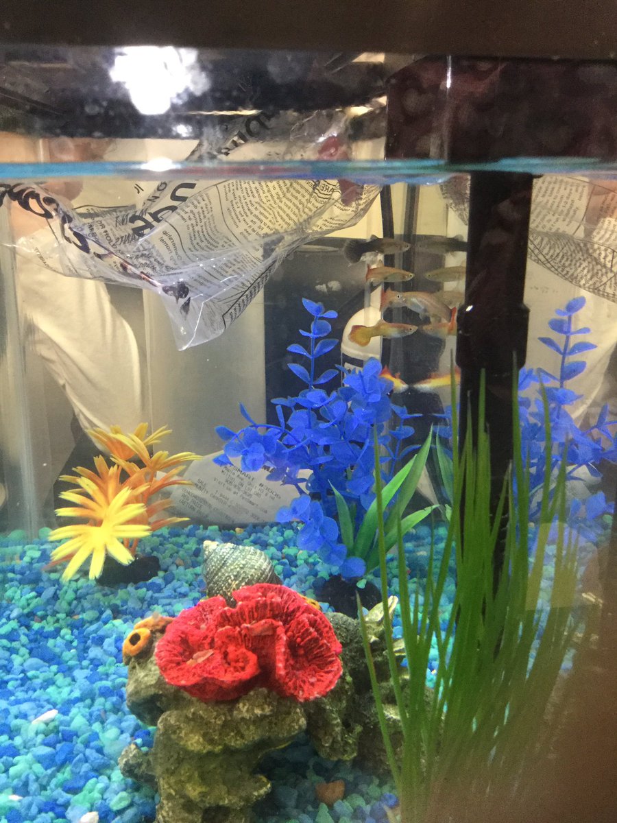 mrscookesclass3's tweet photo. We added new fish to our tank today @EldoradoPDSB #3a2016 . Our grade 2 students will teach us all about fish next week. #realscience https://t.co/GZF0xJ6uDY