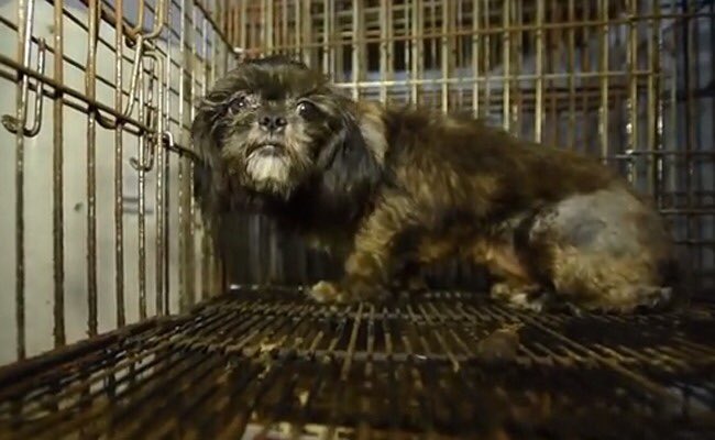 'Nearly 130 Animals Rescued From Puppy Farm in North Carolina' More: care2.com/causes/nearly-… #wheresmum #adopt #NC