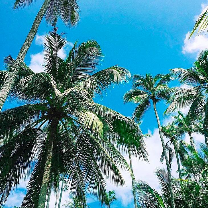 Spending today dreaming of the beach. 

#paradise #coconutwater