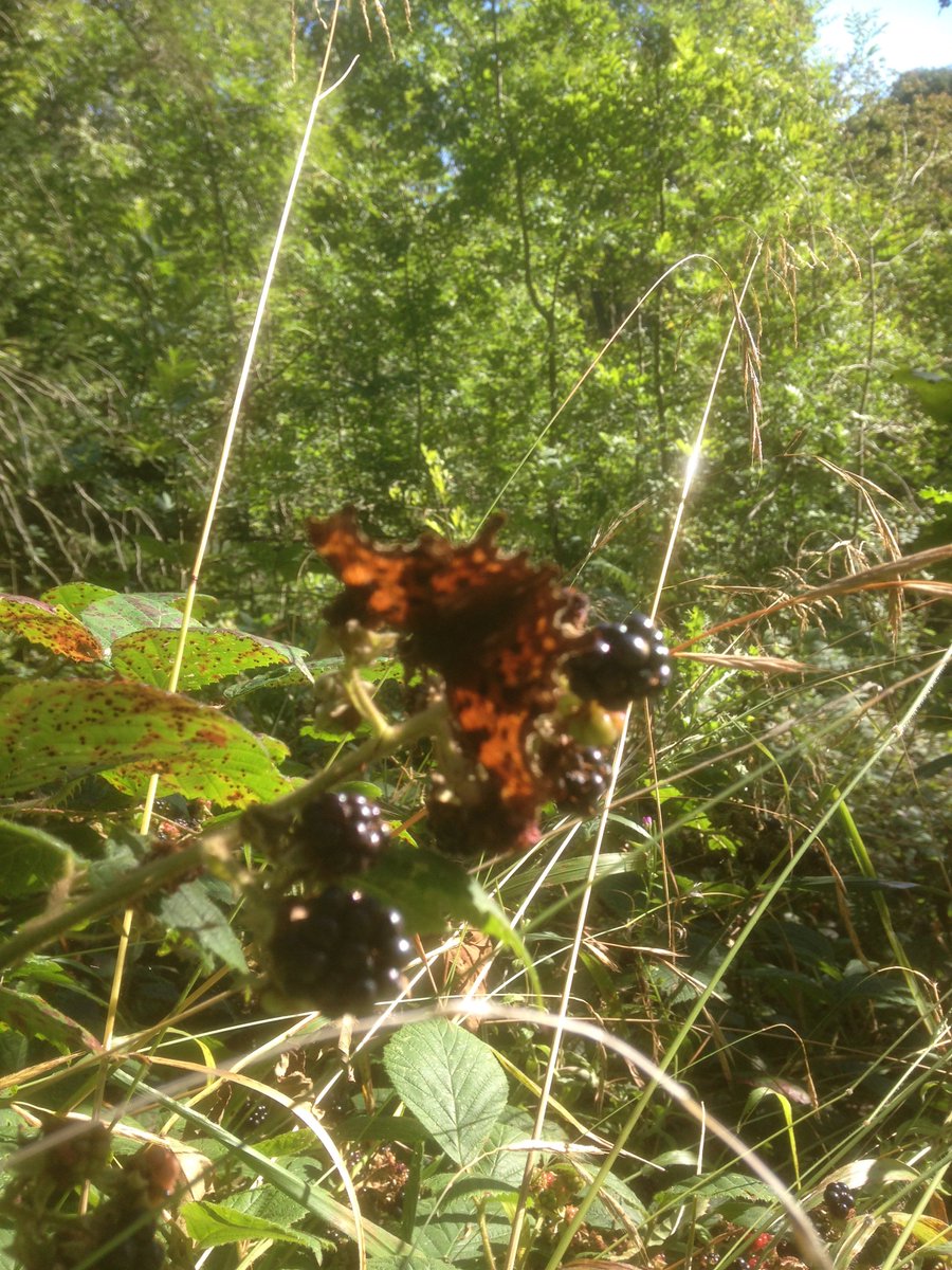 reptileproject's tweet photo. #butterflies in #HeseldonDene #County #Durham #coastal valley. @durhamwildlife reserve. #insects #lizardfood #nature #wildlife https://t.co/jwA5UaYITl