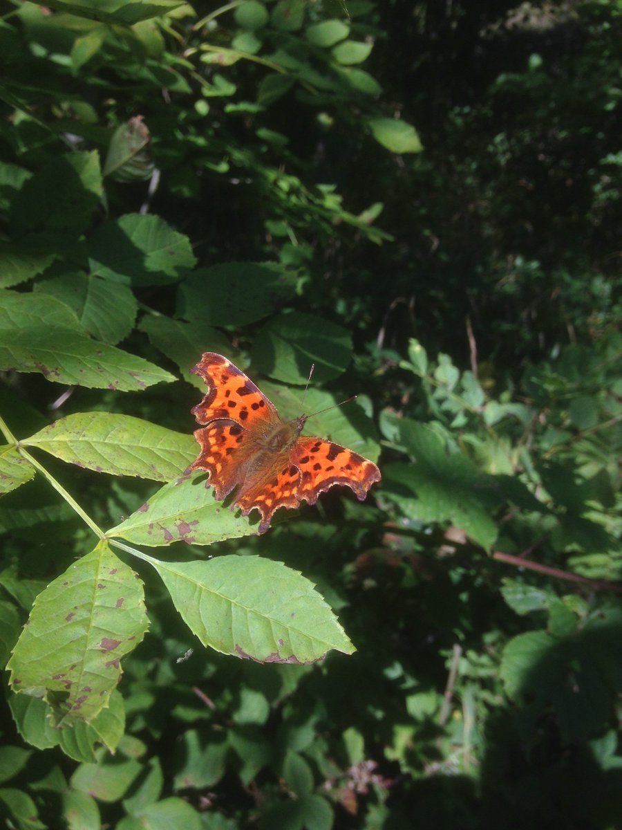 reptileproject's tweet photo. #butterflies in #HeseldonDene #County #Durham #coastal valley. @durhamwildlife reserve. #insects #lizardfood #nature #wildlife https://t.co/jwA5UaYITl