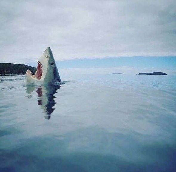 MensHumor's tweet photo. WHEN YOU HIT YOUR TOE ON A CORAL REEF https://t.co/KarXpfdkjW