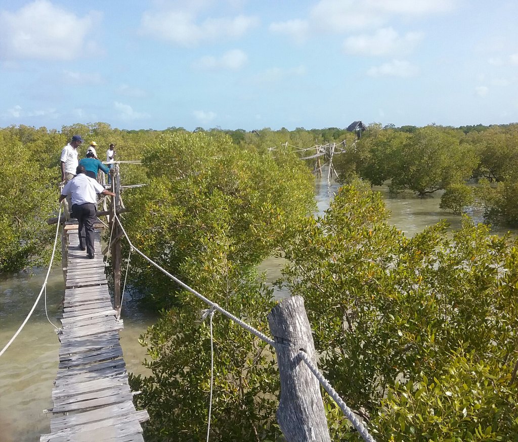 Tourismfinance's tweet photo. Discover our Magical Kenya at Mida Creek;Kilifi County;Suspended Boardwalk &amp; Bird Hide.#TourismForAll #WTD2016 https://t.co/3NhyqR1ZIy