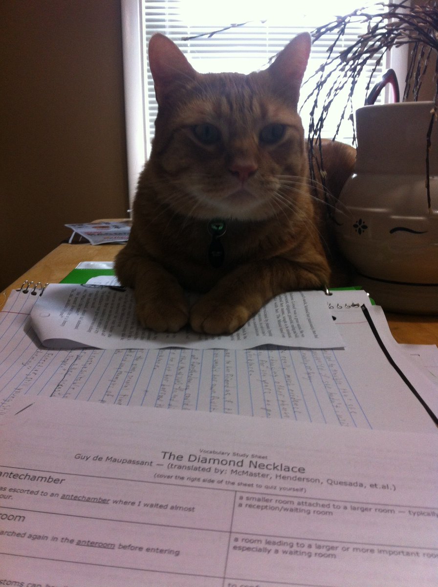 Sampson_The_Cat's tweet image. #meow #nomorehomework #CatsOfTwitter