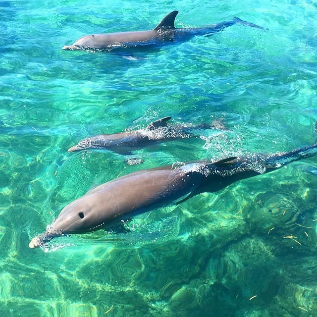 AKResort's tweet photo. Baby Dolphins 🐬

#roatan #honduras #anthonyskey #dolphins #babydolphin #scubadiving #scuba #padi #underwater #vacation : @liftlikeagrl https://t.co/WbE4EREAta