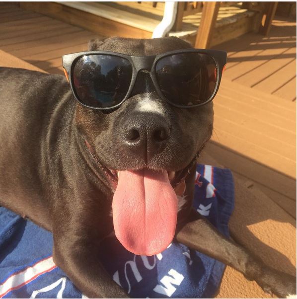 Millboard_UK's tweet image. Our favourite #dogsondecks picture features Valkyrie the Dog! ow.ly/bNnW304Gd09