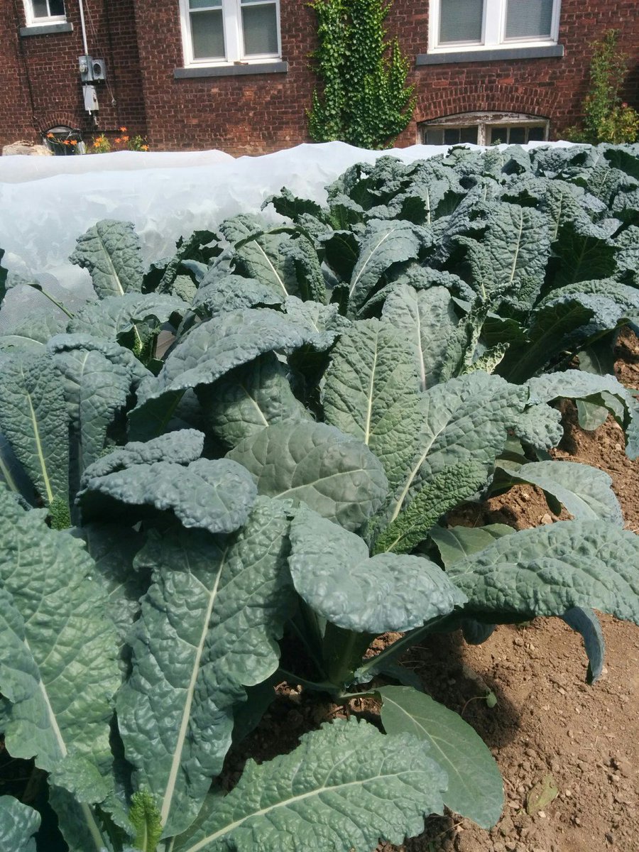 The kale came back! baybranchfarm.com/2016/09/29/the…