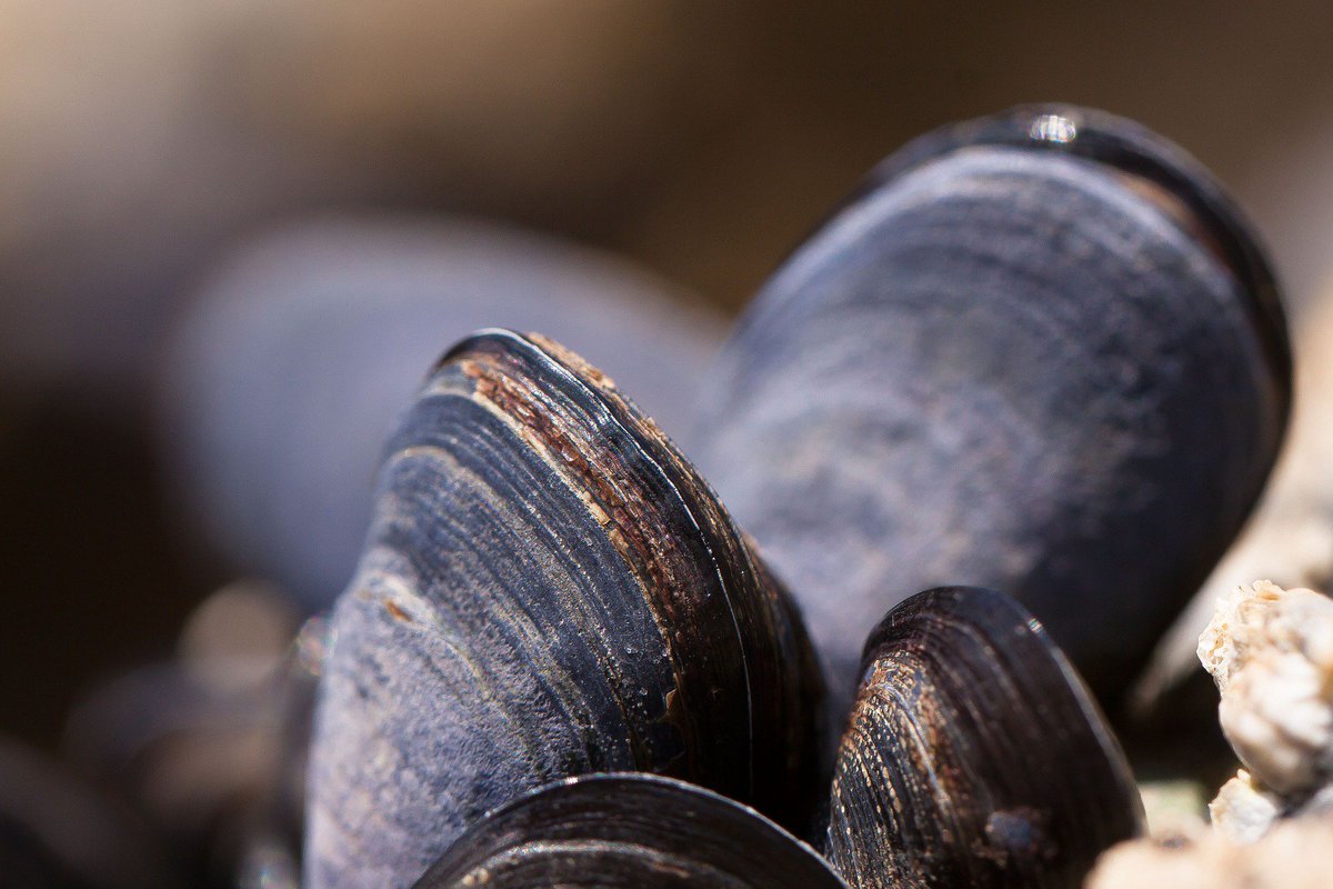 H1Connect's tweet image. Mighty #mussels help cordgrass fight back: benefit of positive #SpeciesInteractions in environmental extremes f1000pri.me/2dp
