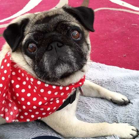 Giles_Adams's tweet photo. Does your Somerset hotel, restaurant, visitor attraction etc welcome dogs/pets? If so then please tell me - I'm compiling a list! woof woof! https://t.co/YyZrfpBqKH