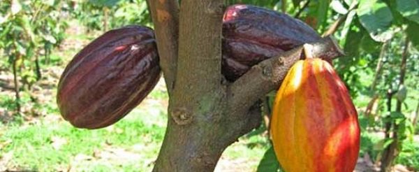 info_cacao's tweet photo. Le #FODEC au bord de l’asphyxie *** cc : @quotidieneco  https://t.co/4pYIcEsmci https://t.co/J9yqIDkVHU
