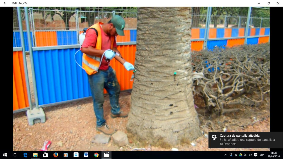 Provefe's tweet photo. Casablanca (Marruecos) ya cuenta con el sistema #SOSPALM para proteger sus palmeras.
#picudorojo #palmeras #provefe https://t.co/oL1z5bWFkh