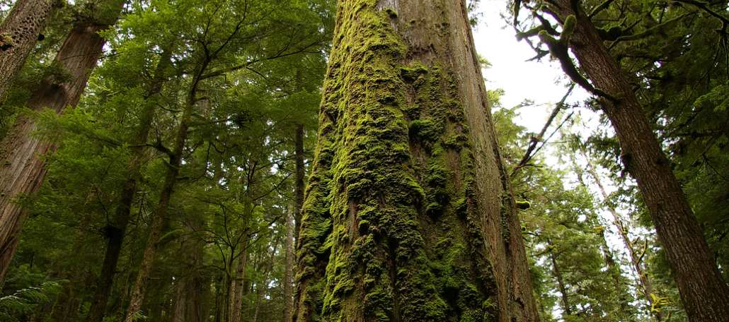 FAOForestry's tweet photo. Net forest area in high income countries has increased over the last 25 years https://t.co/M1mv6e7cod #gfra2015 https://t.co/rcyjfLa5pD