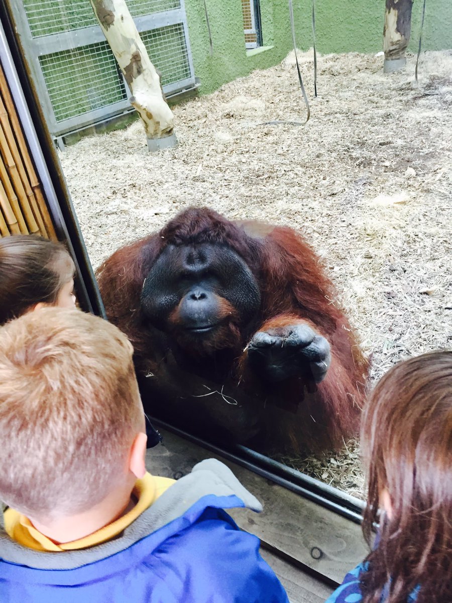 Waterprimary's tweet photo. Class 2 have met a new friend! Space on the coach 👀 @BlackpoolZoo #hookdays https://t.co/e0dtY55v8c