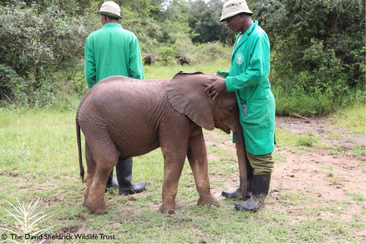 SheldrickTrust's tweet photo. What makes a perfect keeper? These pictures show the amazing bond that they have with our orphans &amp; they are there day &amp; night. https://t.co/FzBdMQT518