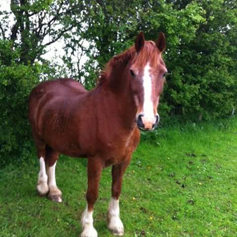 Did you see a horse attacked at Carr Lane, Rotherham, between 10pm Tuesday - 8:30am Wedneday? Call 101 quoting incident 511 of 28 September.