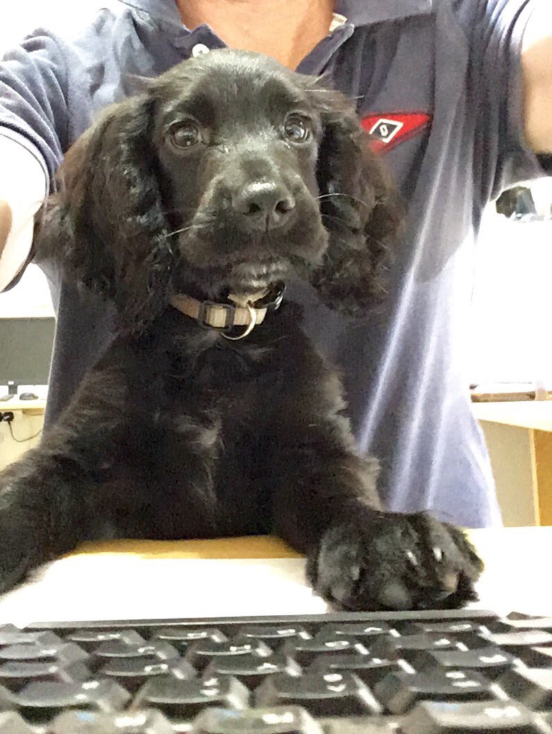 Saltandbracken's tweet photo. Busy day in the #office today, assistance required! #taptaptappingaway #officedog #nichebrands #countrylifestlye #workingcocker https://t.co/uM0TOajidQ