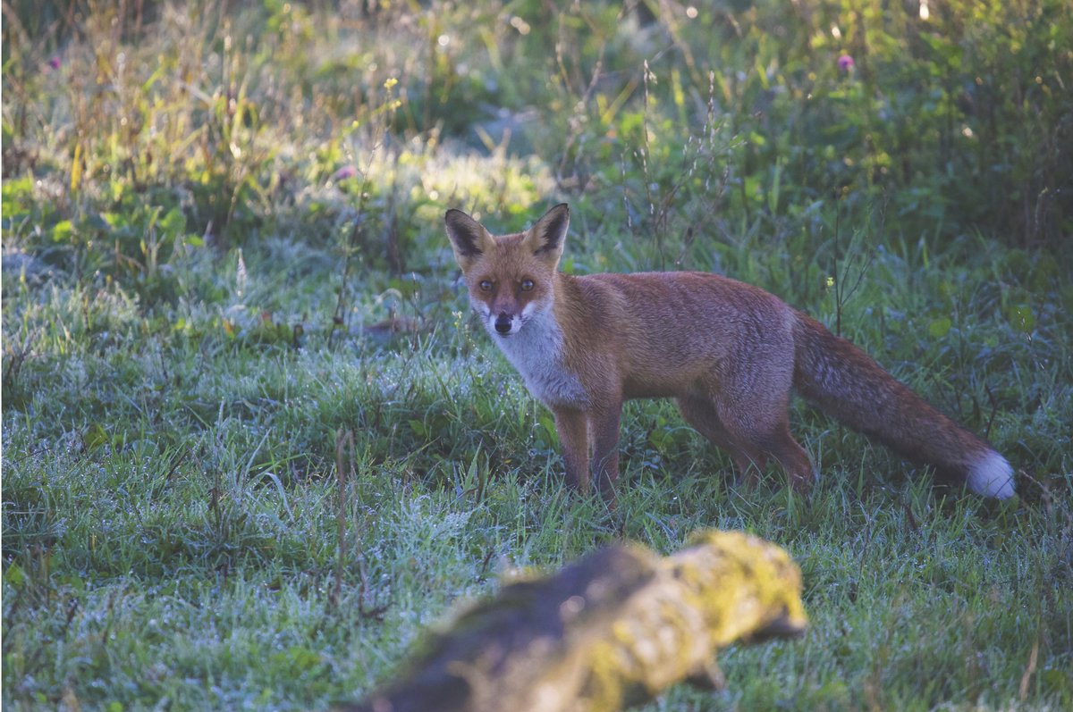 There is a wildlife walkabouts ins West Sussex today. What animals can you find? Share them with #PrakticaPictures