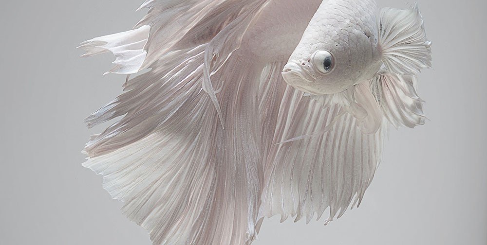 CGdrawing's tweet image. Visarute Angkatavanich