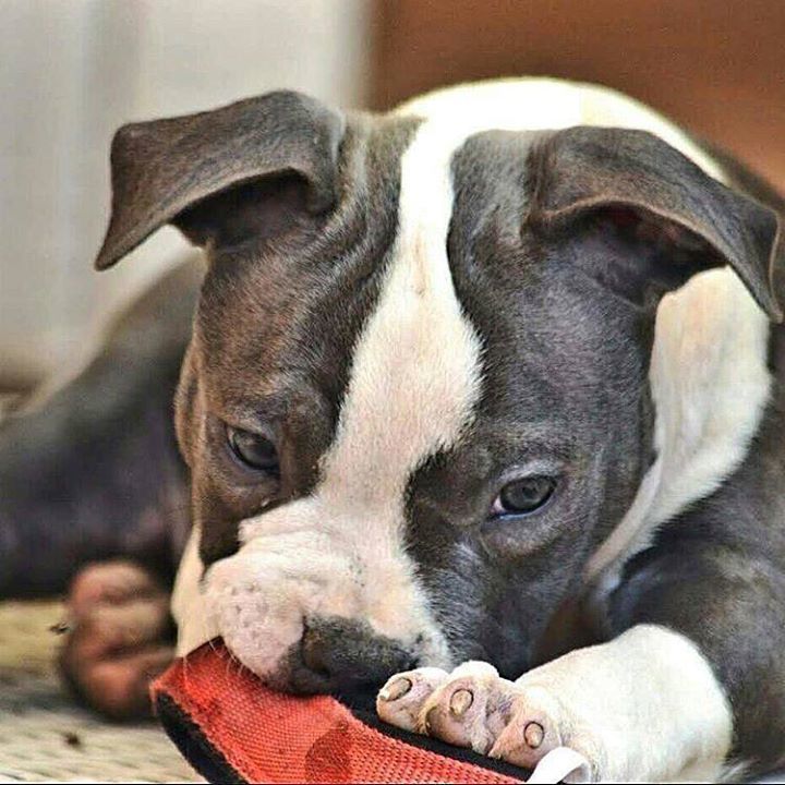 Americanbullyhq's tweet photo. 👊DAXAGI x ROCKSTAR👊 Maschio 64 giorni Male 64 days 🔥In Vendita 🔥For Sale 🔥#americanbullyofficial #abkc #ebkc #ibkc … https://t.co/6KW2vmSzbu
