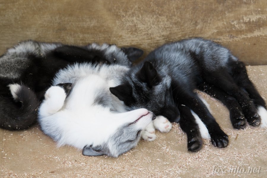 fox_info_net's tweet image. オセロキツネ fox-info.net/fox-photo/arch… 
黒に挟まれてひっくり返ったけども、お腹はより白かったのだ…。