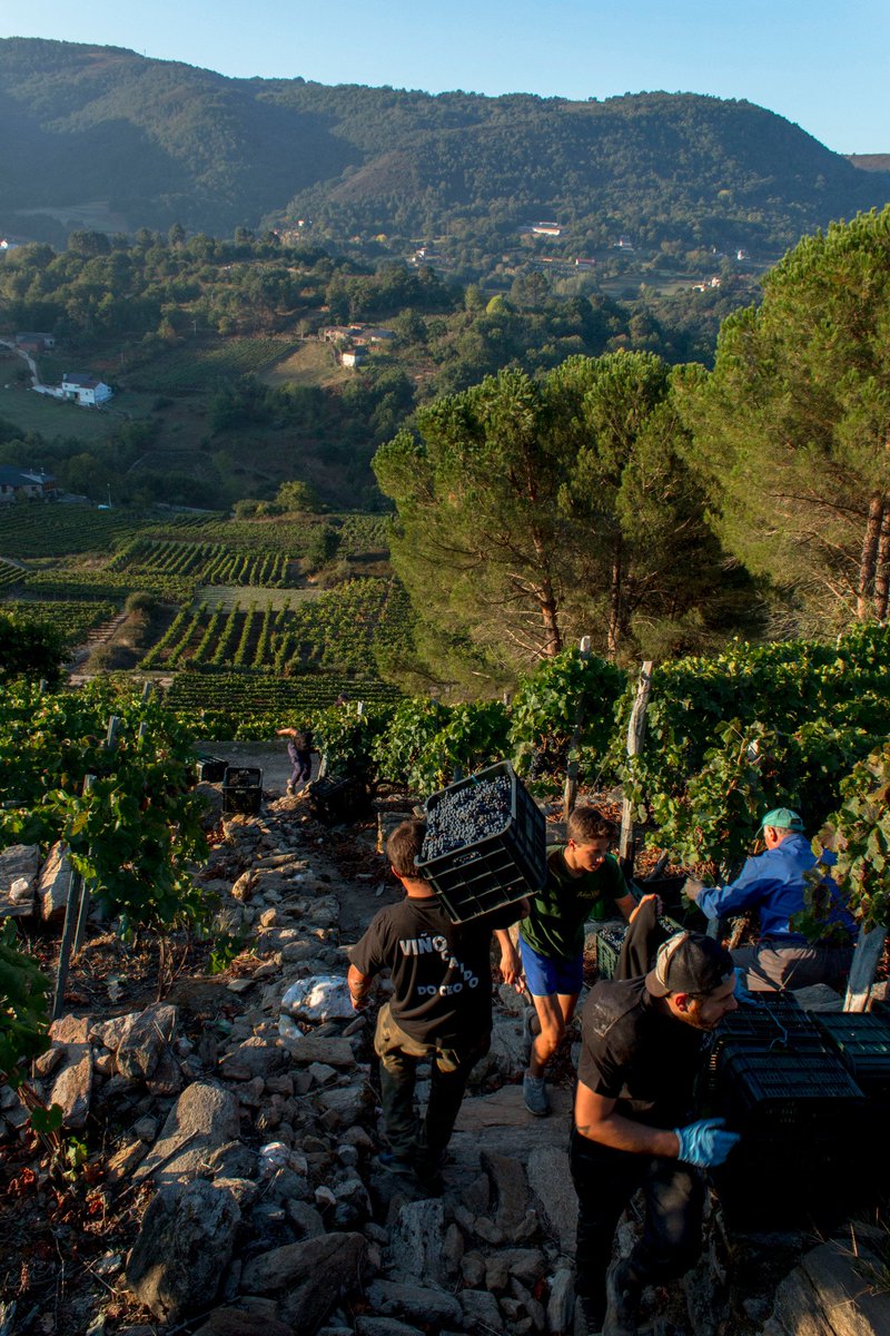 ribeirasacrado's tweet photo. La #vendimia2016 en @ribeirasacrado va en aumento con 1.120.970 kgs. recogidos.
Datos oficiales en https://t.co/4weGXcQEHl https://t.co/737KyFooIG