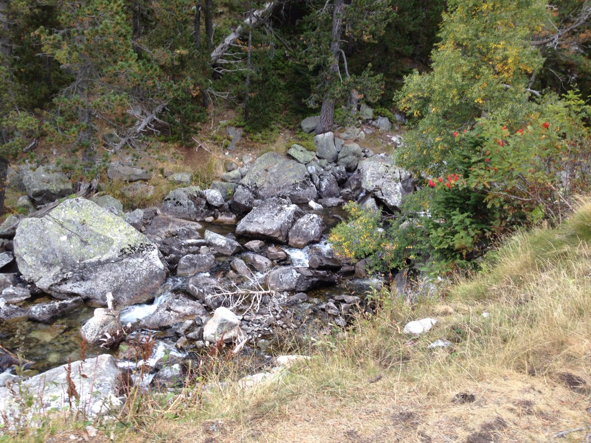 pagesmonfar's tweet photo. Parc natural Vall de Boi La sequera comensa a generar perill , els pins deixen anar molta fulla i falta molta aigua https://t.co/FvSCgkwER1