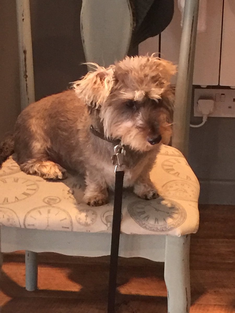 JasonThacker5's tweet image. Coffee time @No37 Selby with Reg the Dachshund