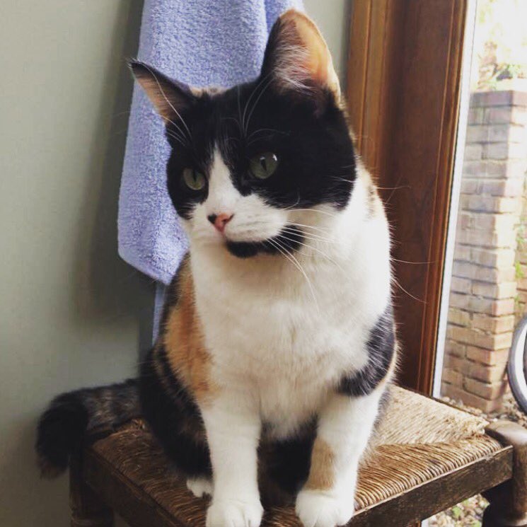 Wag + Stride tweet media