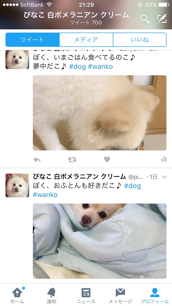 pinaco_chan's tweet photo. おっと！ツイート700ちょうどみたいだこ♪いま気づいたのこ😄 https://t.co/wJby1XJt4I