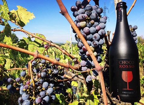 Back to our roots 🍇🍷 #wineyard #winelovers #redwine #grapes #chocolate