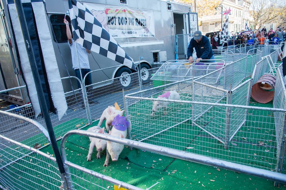 PABaconFest's tweet photo. The pig races are back! This popular attraction is returning for #PABaconFest5, November 5 &amp; 6 in downtown #EastonPA. #bacon #baconlover https://t.co/AiFWyYyzXW