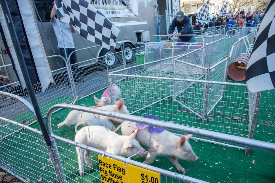 PABaconFest's tweet photo. The pig races are back! This popular attraction is returning for #PABaconFest5, November 5 &amp; 6 in downtown #EastonPA. #bacon #baconlover https://t.co/AiFWyYyzXW